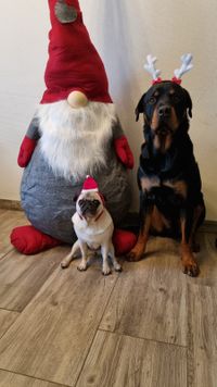 Holger, Maja &amp; Willy w&uuml;nschen sch&ouml;ne Weihnachten