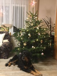 Xantia unterm Weihnachtsbaum