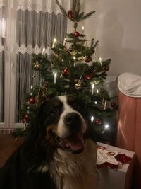 Benny unterm Weihnachtsbaum